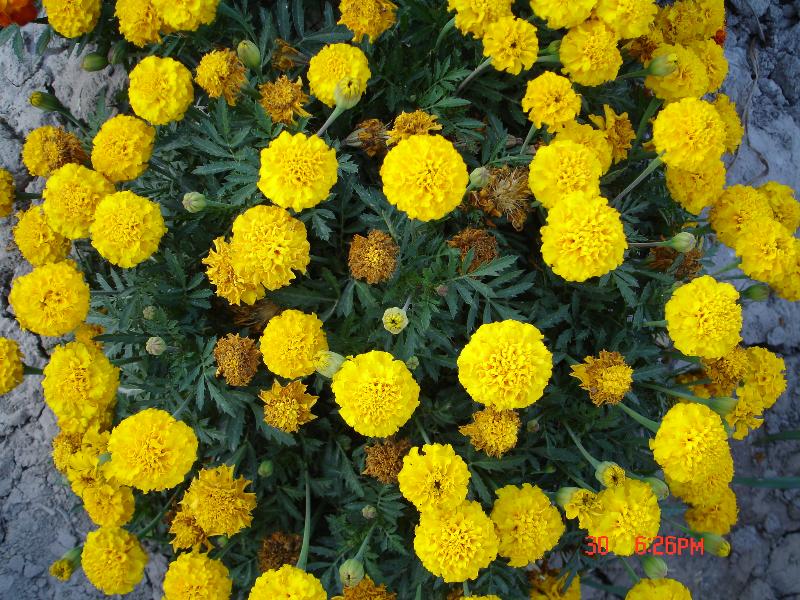 雞冠花、虞美人、角堇、孔雀草
