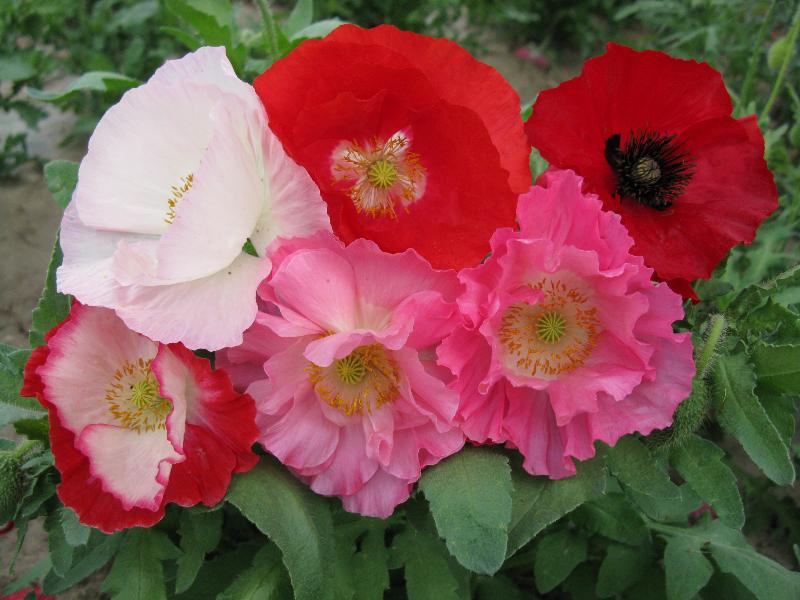 雞冠花、虞美人、角堇、孔雀草