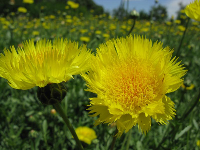 矢車菊、鼠尾草、萬(wàn)壽菊、喜林草等野花組合種子