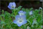 矢車菊、鼠尾草、萬(wàn)壽菊、喜林草等野花組合種子