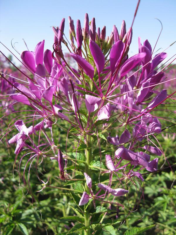 異果菊、銀邊翠、紫點(diǎn)幌菊、醉蝶花等野花組合種子
