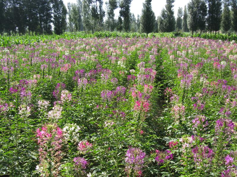 異果菊、銀邊翠、紫點(diǎn)幌菊、醉蝶花等野花組合種子