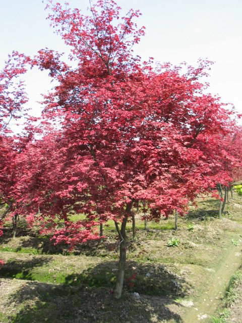 香樟樹、紫薇、紅楓、樸樹、石楠