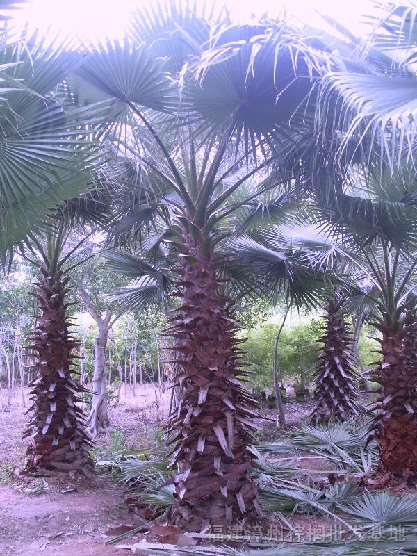 華棕 中東海棗（銀海棗），加拿利海棗，老人葵，布迪椰子