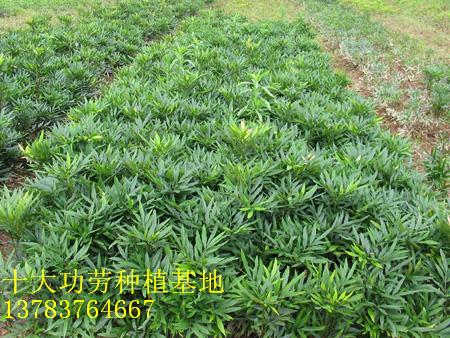 馬褂木，水杉，池杉，白臘，重陽木，刺槐