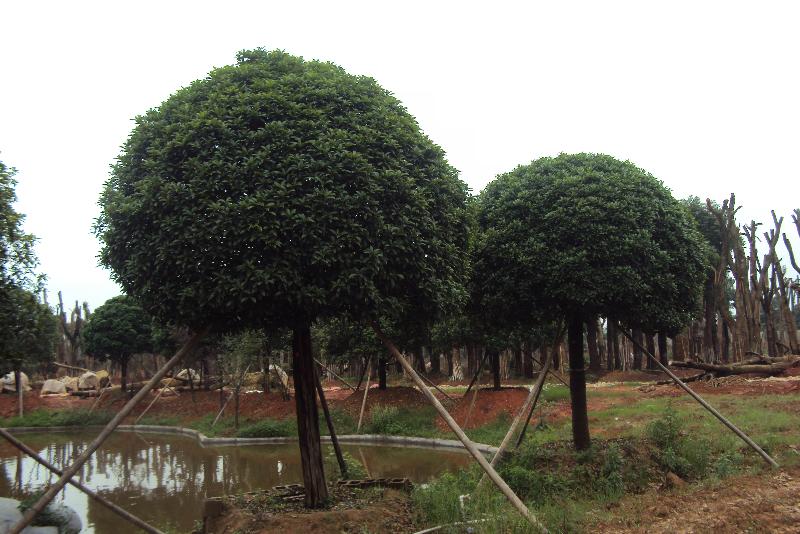 桂花價(jià)格 桂花小苗