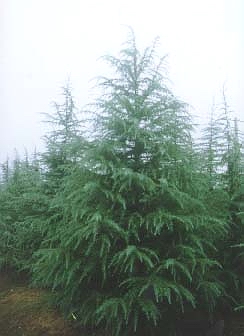 金葉女貞，紅葉小檗，紅楓