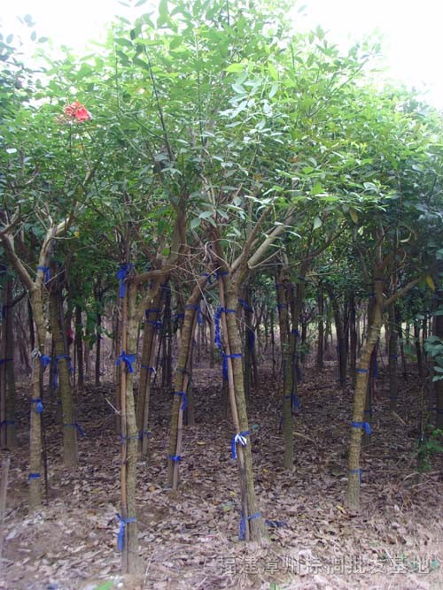 雞冠刺桐 芒果，紅刺露兜，大葉榕，高山榕,紅榕