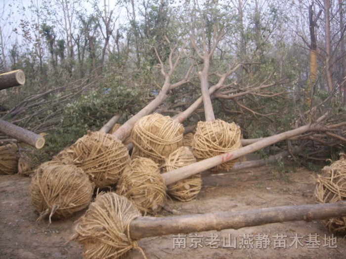 桂花、國槐、紅葉石楠、臘梅、龍柏等苗木