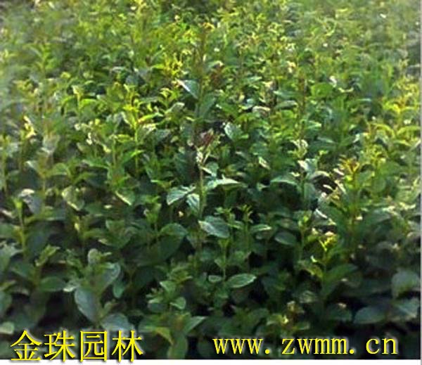 紫薇，紫薇樹，紫薇苗