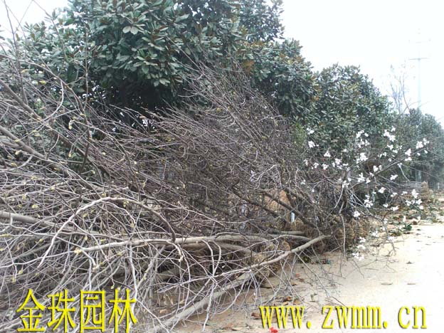 河南白玉蘭，四川白玉蘭，重慶白玉蘭