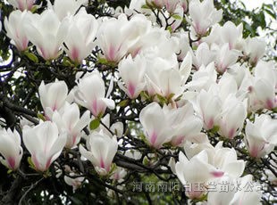 白玉兰，黄栌，女贞，桂花，紫薇，栾树，广玉兰，银杏
