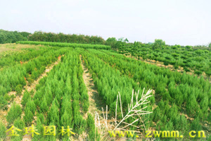 河南檜小苗，河南檜柏，河南刺柏