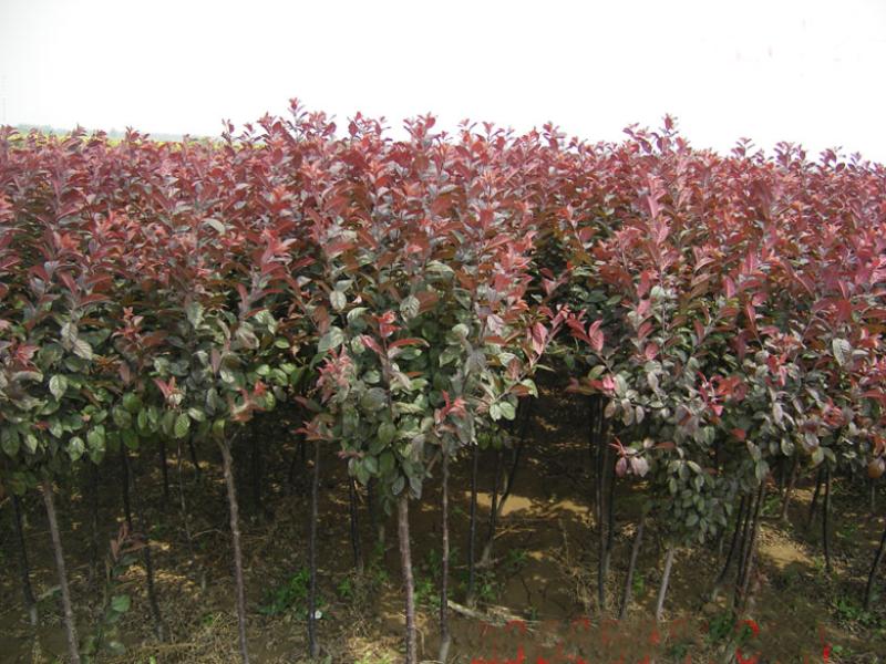 紅葉李價(jià)格，紫葉李，河南紅葉李