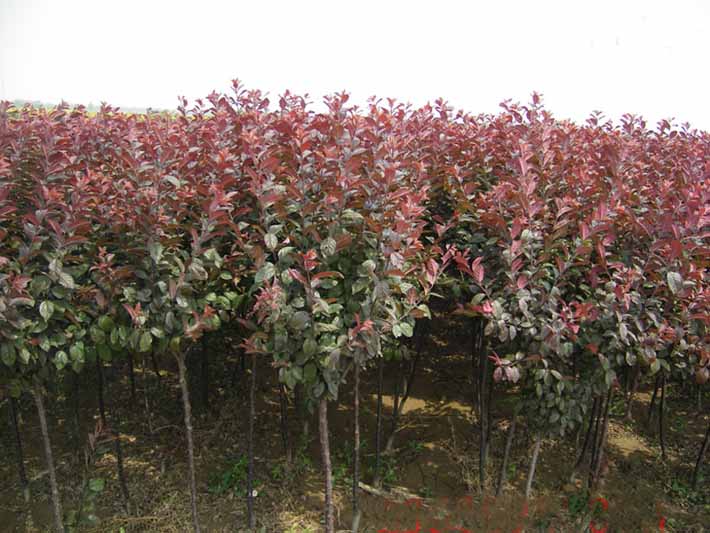 四川紅葉李，重慶紅葉李，陜西紅葉李