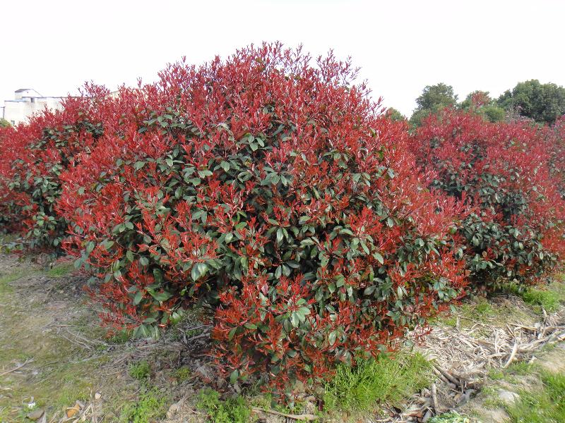 紅葉石楠