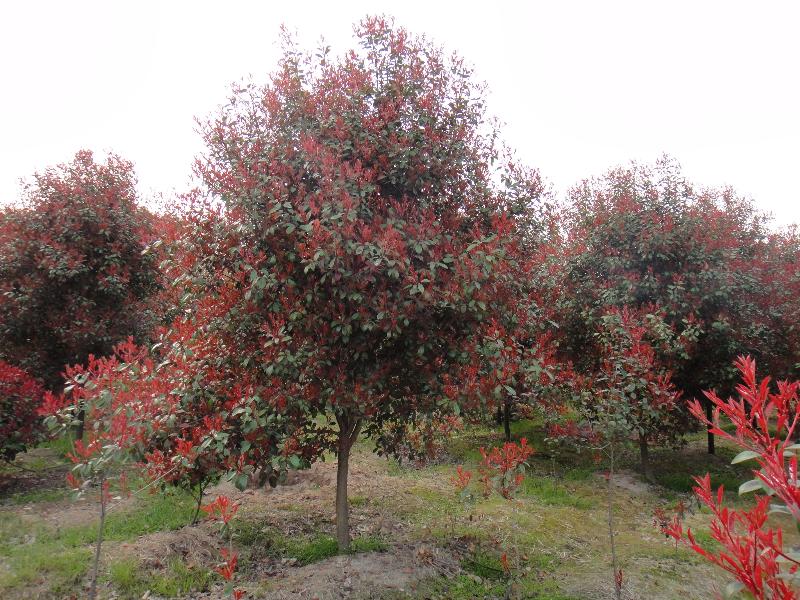 紅葉石楠