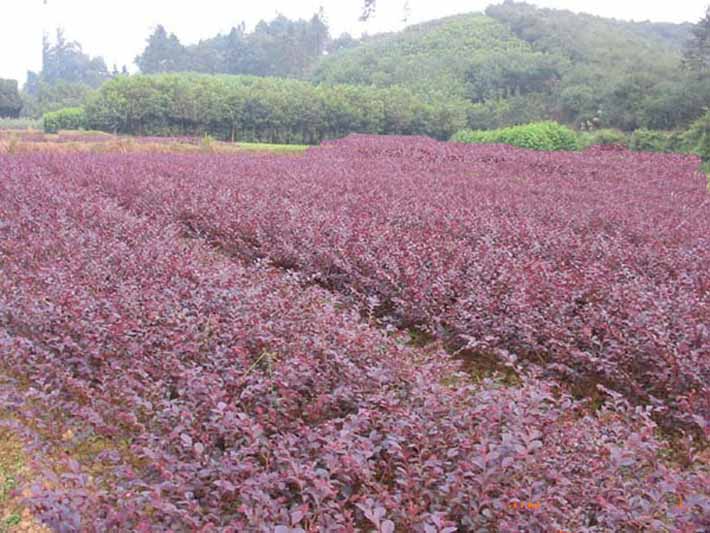 紅葉小檗樹(shù)苗，紅葉小檗基地，紅葉小檗價(jià)格