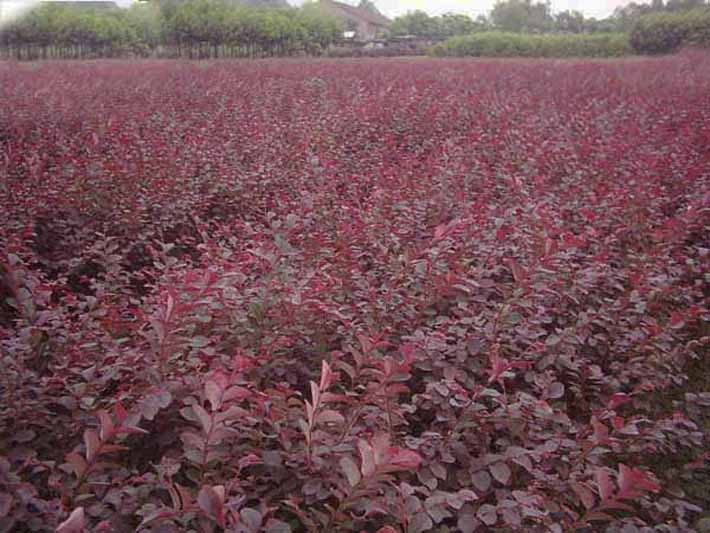 紅葉小檗樹(shù)苗，紅葉小檗基地，紅葉小檗價(jià)格