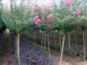 蜀檜、龍柏、木槿、紅瑞木、連翹