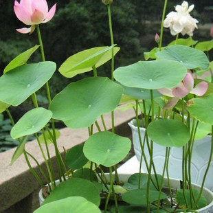 櫸樹(shù)、法桐、垂柳、櫻花、紫薇