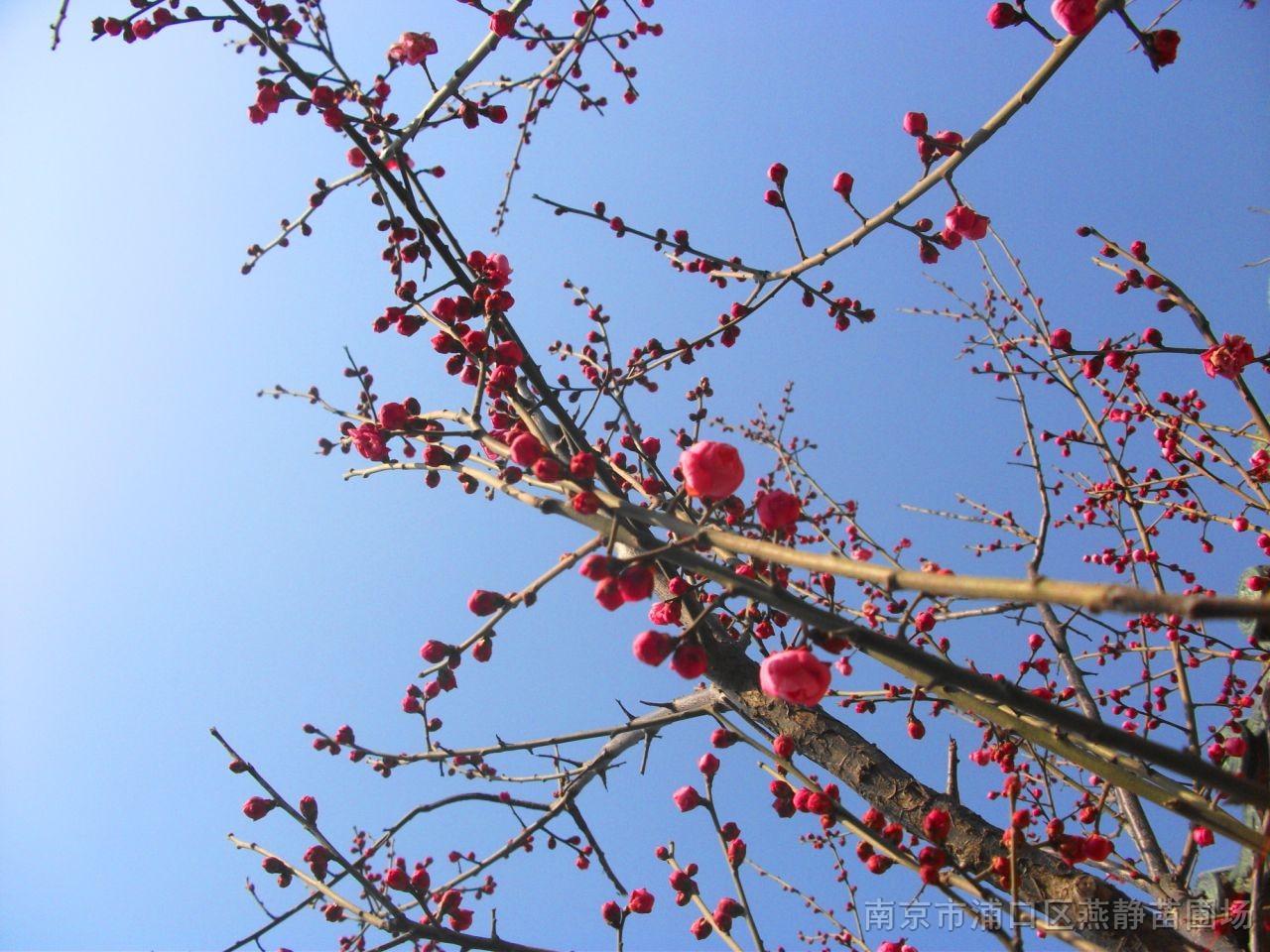 桂花、國槐、紅葉石楠、臘梅、龍柏等苗木