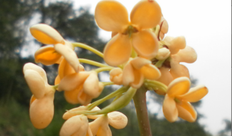 天香台阁桂花