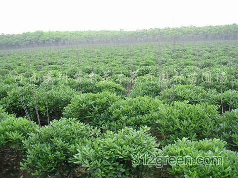 花木價格表，白玉蘭價格，海桐價格，火棘價格，構(gòu)骨價格，石楠價