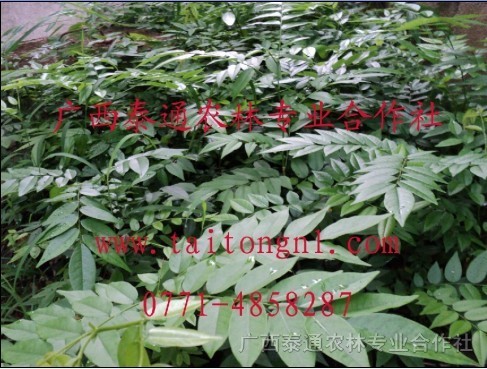 黃花梨苗，黃花梨種植技術(shù)，海南黃花梨苗，廣西泰通海南黃花梨苗