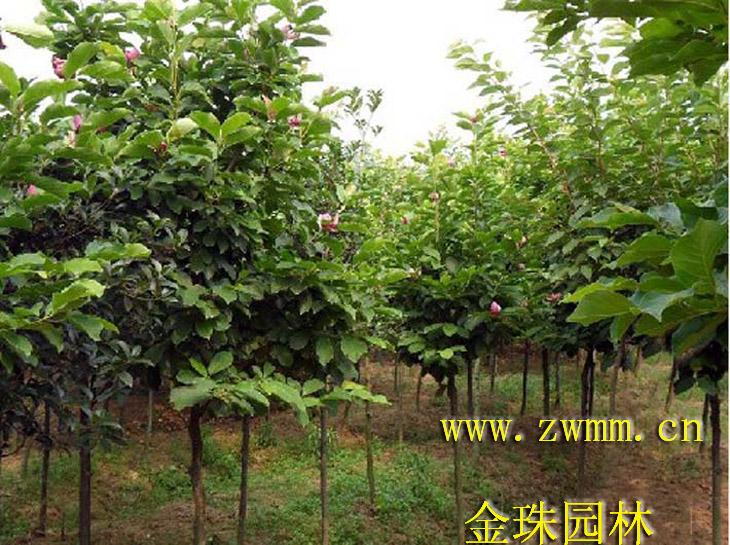白玉蘭苗，白玉蘭小苗，河南白玉蘭苗