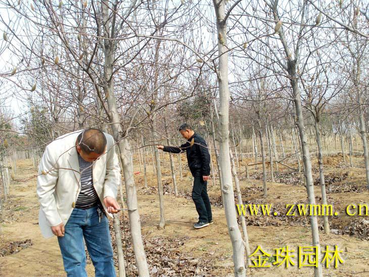 白玉蘭苗，白玉蘭小苗，河南白玉蘭苗