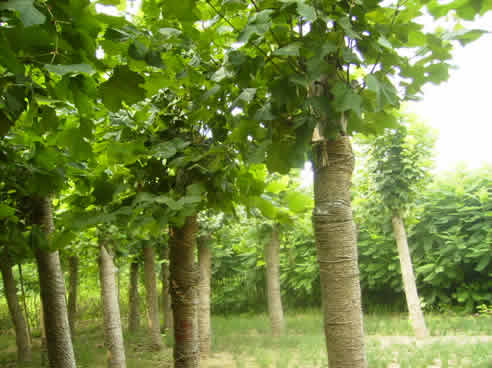 合歡價格，黃山欒樹價格，法桐價格，香樟價格，銀杏價格，國