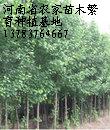 國槐價(jià)格，香花槐價(jià)格，紅楓價(jià)格，三角楓價(jià)格，五角楓價(jià)格，香椿