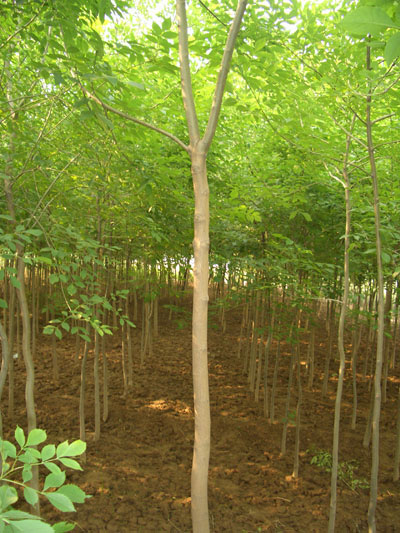 國槐價(jià)格，香花槐價(jià)格，紅楓價(jià)格，三角楓價(jià)格，五角楓價(jià)格，香椿