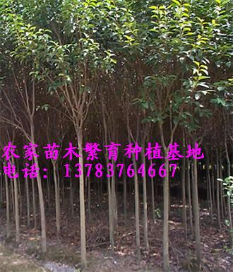 黃山欒樹價(jià)格，大葉女貞價(jià)格，小葉女貞