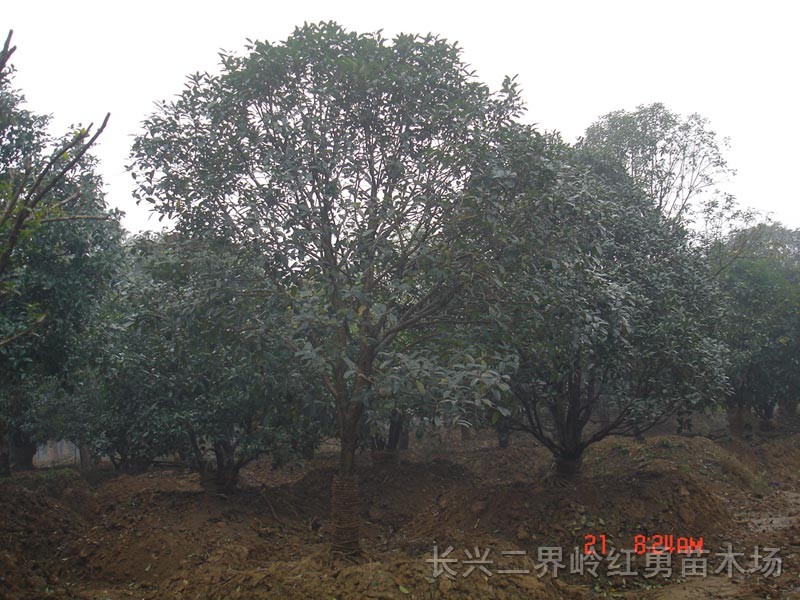 移栽香樟樹、桂花、無患子