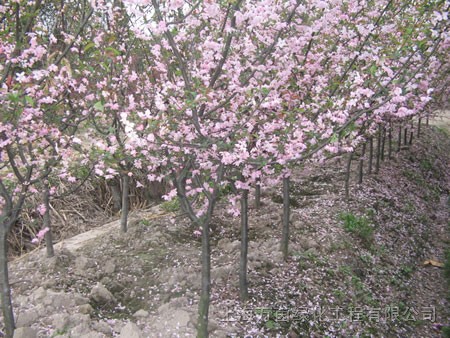 垂柳、垂絲海棠、紫薇