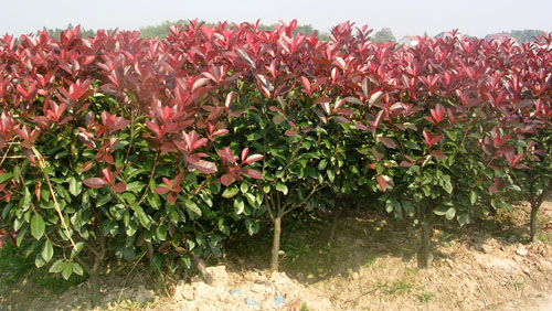 枇杷價格，石楠價格，金葉女貞價格，紅葉小檗價格，紅葉石楠價格