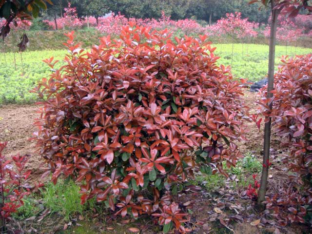 紅葉石楠球