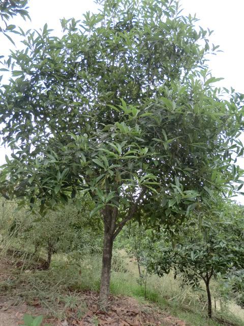 10cm單桿桂花
