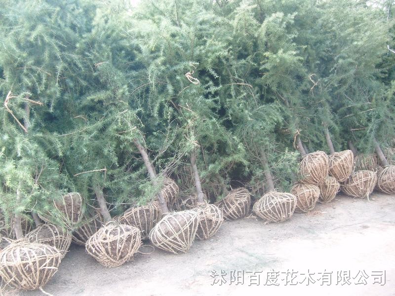 龍柏