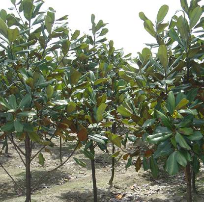 紅葉李、大葉女貞,廣玉蘭，紫薇，桂花，三角楓，烏桕，海桐球