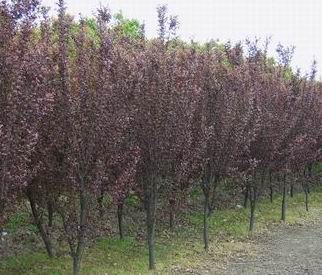紅葉李、大葉女貞,廣玉蘭，紫薇，桂花，三角楓，烏桕，海桐球