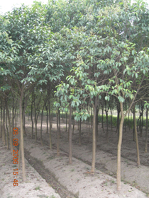 紅葉李、大葉女貞,廣玉蘭，紫薇，桂花，三角楓，烏桕，海桐球