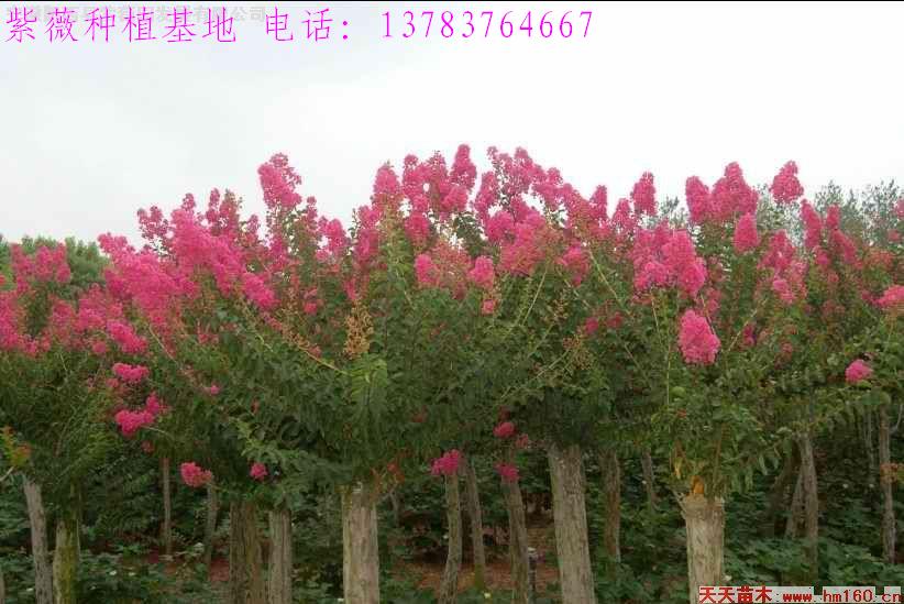 紅葉石楠價格，紅葉李價格，河南檜價格，紫薇價格，百日紅價格