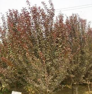求購紫葉李