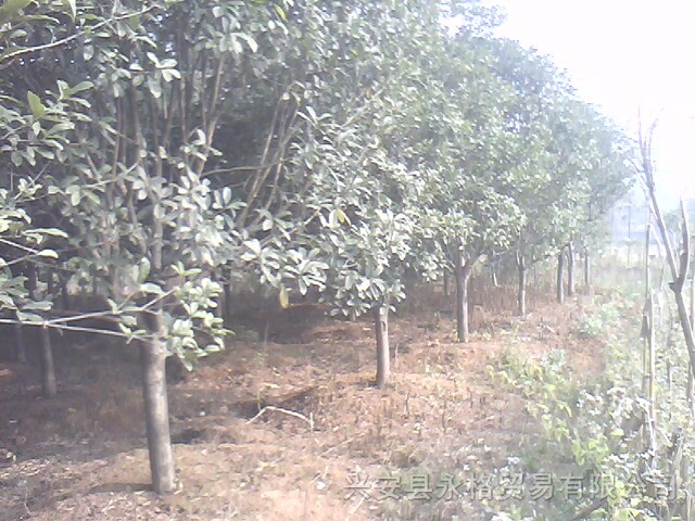 桂花树、银杏树、香樟树、各种树苗