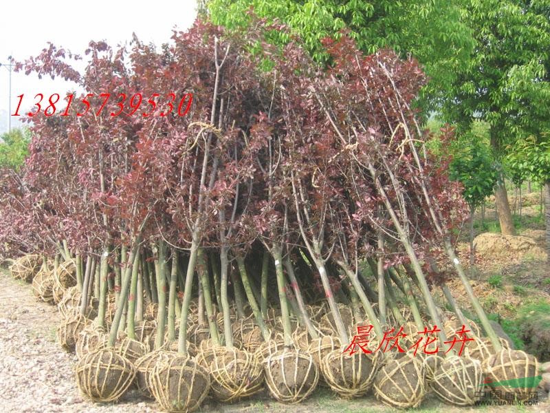大量供應(yīng)：紫葉李、紅葉李、郁李彩葉苗木花卉植物紅葉李等行道樹(shù)