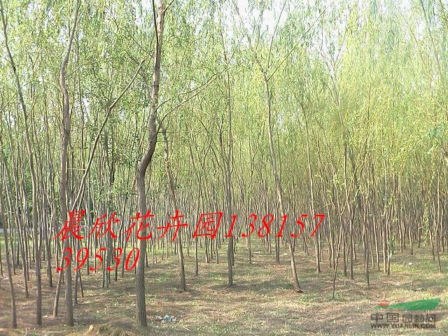 大量供應(yīng)：紫葉李、紅葉李、郁李彩葉苗木花卉植物紅葉李等行道樹(shù)