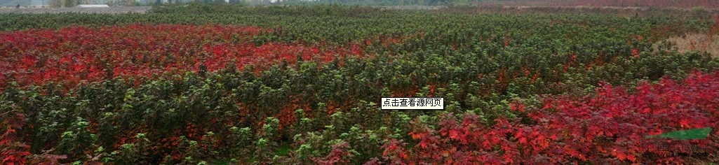 大量銷售：美國紅楓種子 美國紅楓種子價(jià)格